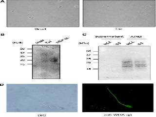 antiwga 3