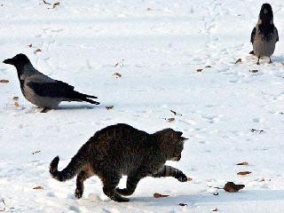 cat mouse