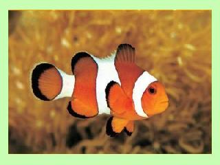 clone fish для skype