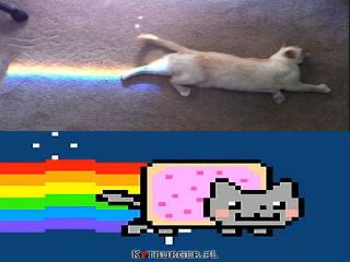 gross nyan cat